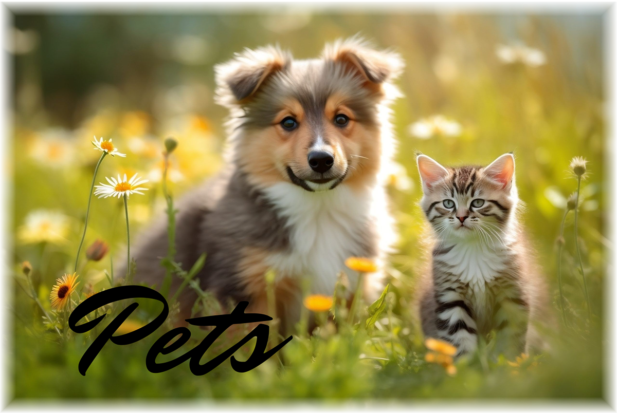 Pets